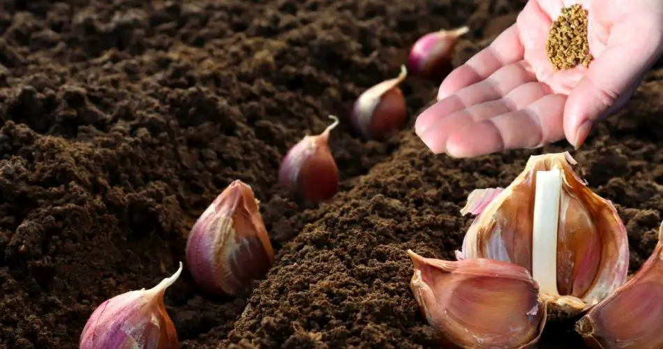 ¿por Qué Se Debe Plantar Un Diente De Ajo En Una Maceta El Truco De