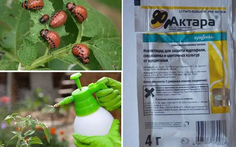 Intenta Hacer Un Insecticida Natural De Ajo Para No Tener M S Insectos