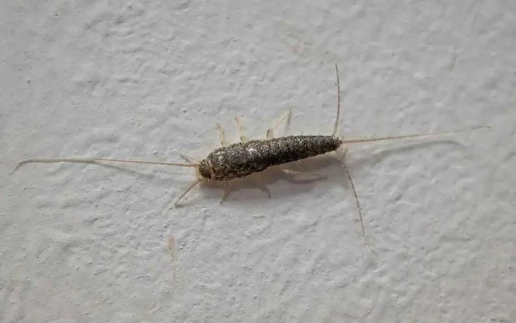 March y silverfish: cuidado en casa, esto es lo que hay que hacer ...
