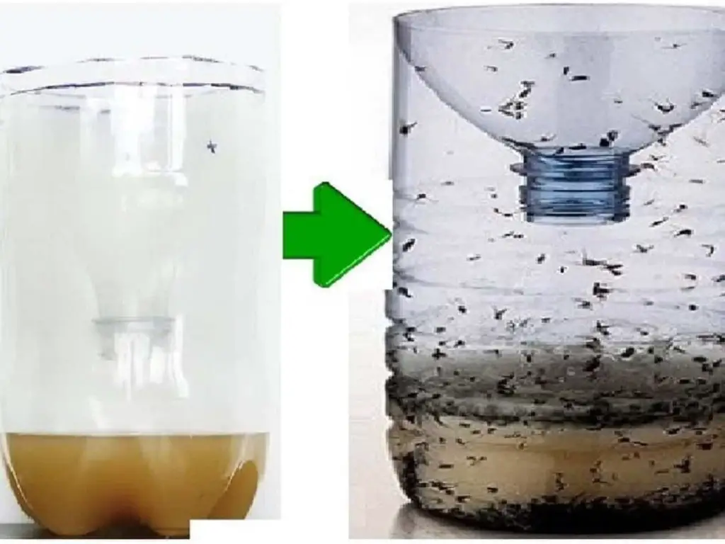 Adiós insectos molestos con esta trampa casera: genial – Trucos Y ...